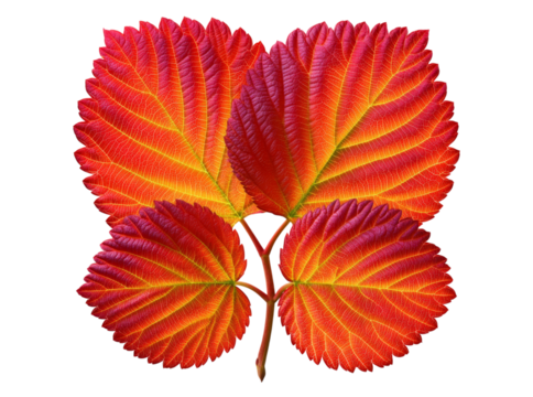 Vibrant autumn leaves red orange yellow fall foliage nature, Isolated On Transparent Background, Png