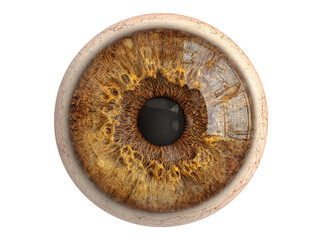 Detailed close up of a human eye brown iris anatomy, Isolated On Transparent Background, Png