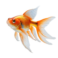 Fototapeta premium Vibrant, detailed image of a goldfish with flowing white fins. Isolated