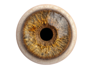 Detailed close up of a human eye iris brown color, Isolated On Transparent Background, Png