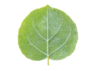 Single aspen leaf isolated on black background detailed veins, Isolated On Transparent Background, Png