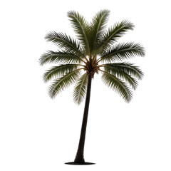 Obraz premium Isolated tall coconut tree with green fronds and brown trunk, black background