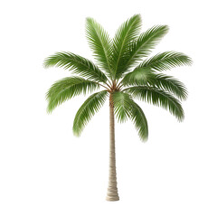 Tall palm tree with green fronds against a black background