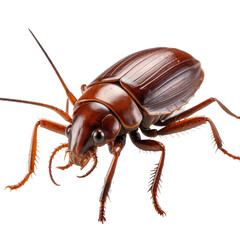 Naklejka premium Detailed close-up of a brown beetle with legs, antennae, and intricate carapace