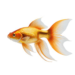 Fototapeta premium Ornate goldfish swimming in profile against a black background, showing detailed fins