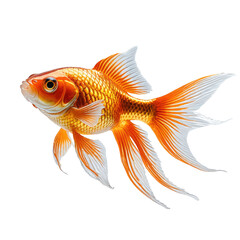 Fototapeta premium Bright orange and white goldfish swimming. Detailed fins, isolated black background