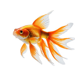 Fototapeta premium Vivid close-up of a goldfish, showcasing orange fins and scales, against a black backdrop