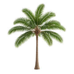 Obraz premium Isolated tall palm tree with detailed green fronds on black background