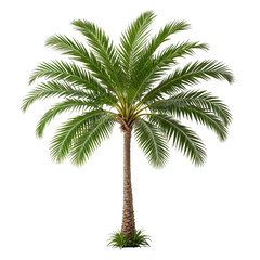 Isolated palm tree with lush green fronds on a black background