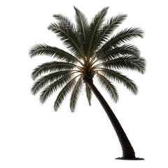 Isolated palm tree on black. Green fronds, leaning trunk. Tropical, vacation vibes