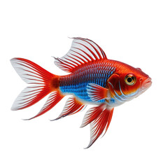 Vivid image of a fantail goldfish, vibrant colors, isolated on black