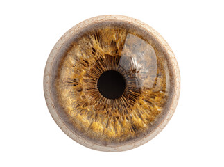Detailed close up of a human brown iris eye, Isolated On Transparent Background, Png