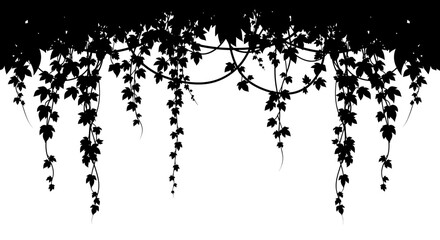 Dark silhouette of luscious ivy vines cascading down, white background