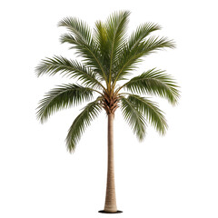 Tall tropical palm tree with lush green fronds and a brown trunk against black