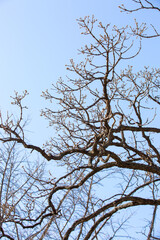 Silhouette of Bare Spring Tree Branches on Clear Blue Sky