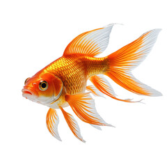 Fototapeta premium Vivid orange goldfish swims, detailed fins, isolated against black background