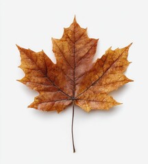 Close-up of a dried, brown leaf with intricate veins and a stem, on a white backdrop