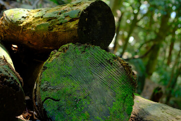 整えられた丸太に生えたコケ