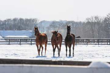 朝のランニング、雪の中