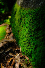 陰にいたコケに日の光を浴び始めた瞬間