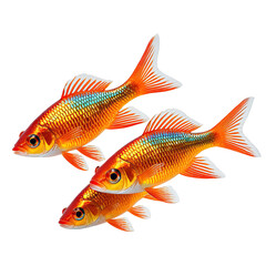Fototapeta premium Group of vibrant, orange goldfish swimming together in clear waters