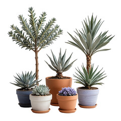 Fototapeta premium Diverse assortment of potted succulents and plants, black background