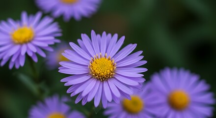 Enchanting Purple Asters Blossom in a Serene Floral Still Life Composition