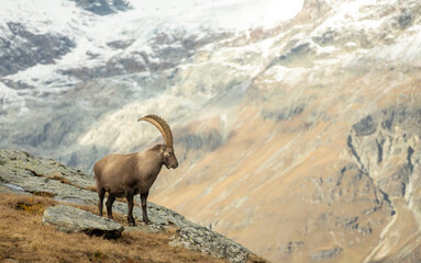 Ibex Stands In Profile Looking Over A Cliff In The Swiss Alps