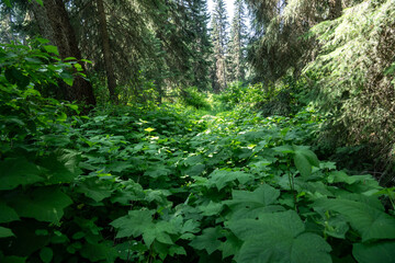 Fototapeta premium Kishenehn Trail Disappears Into Thick Thimbleberry Growth In The North West Corner Of Glacier