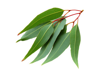 Obraz premium Fresh eucalyptus leaves branch isolated on black background, Isolated On Transparent Background, Png