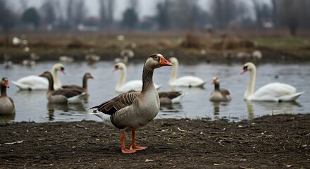 Obraz premium Elegant waterfowl gathering, graceful swans and geese congregating on lake