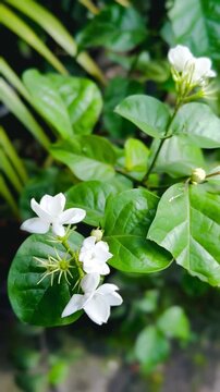 Jasmine sambac plant with its blooming flowers