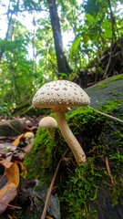 Close-up of two mushrooms in a forest