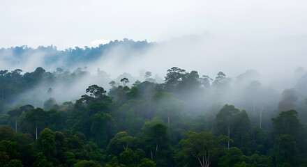 Obraz premium Tropical Rainforest Fog, Misty Jungle Canopy, Southeast Asia Landscape