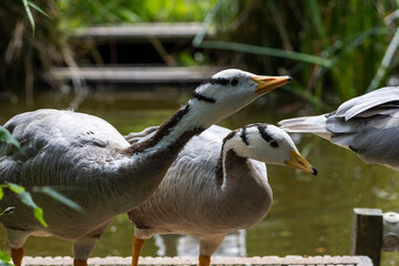 oie à tête barrée