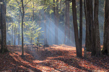 Sun beams seen in a foliage tree filled forest with red leaves late fall  with fire pit and picnic...