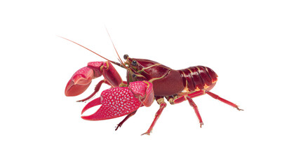Scarlet Crayfish: The striking Scarlet Crayfish is captured in high-definition detail, showcasing its vibrant red body and intricate exoskeleton, a true gem of aquatic life.