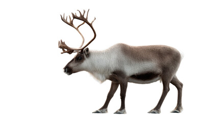 Arctic Wilderness Spectacle: A majestic reindeer stands in profile, its impressive antlers a symbol of the untamed Arctic wilderness, offering a striking visual representation of the species.