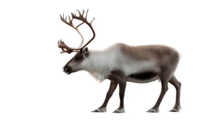 Arctic Wilderness Spectacle: A majestic reindeer stands in profile, its impressive antlers a symbol of the untamed Arctic wilderness, offering a striking visual representation of the species.