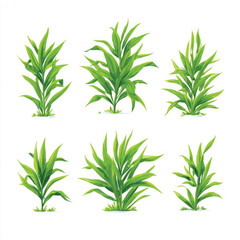 Detailed illustration of a crabgrass plant with roots and leaves isolated on a clean white background silhouette isolated on white background