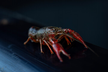 Crayfish Front