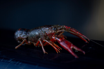 Crayfish side
