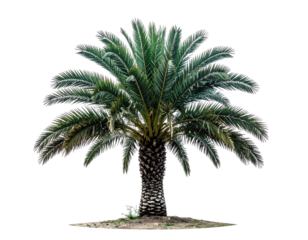 A full, lush palm tree against a black background