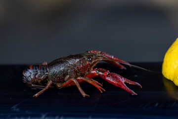 Crayfish and lemon