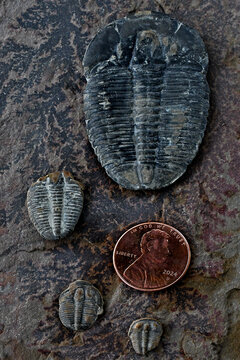 Middle Cambrian aged trilobites on shale with penny for scale. Found by Topaz Concentration Camp Internee, Delta, Utah 