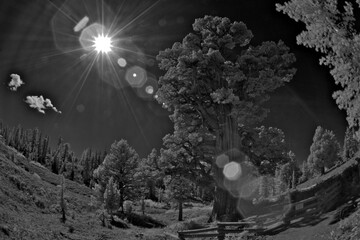 Lens flare and starburst cross in front of 3000+ year old Bennett Juniper, the oldest juniper in United States, Stanislaus National Forest, California. Infrared digital image 