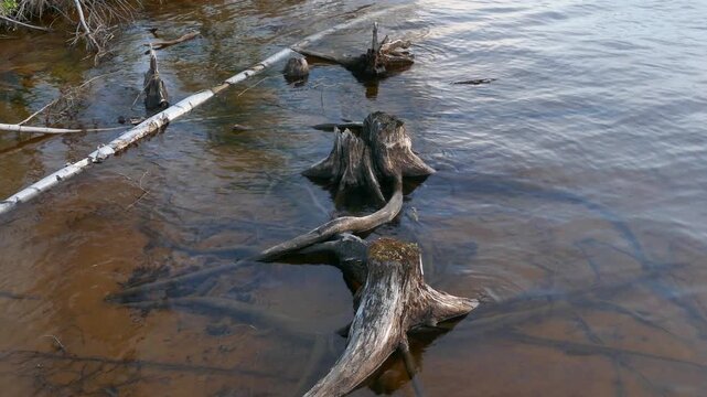 A row of weathered tree stumps and roots emerges from the shallow water of a calm lake, their forms reflected in the ripples, symbolizing memory, decay, and the quiet resilience of nature.