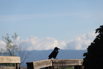 Raven on fence
