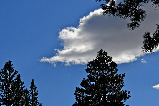 Conifers clouds and blue sky, Central Sierra Nevada, California 