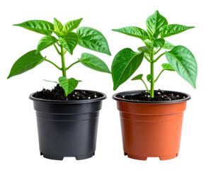Two small pepper plants in separate pots